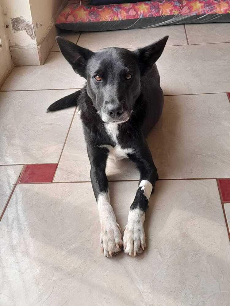 Enlarge Heidy (CP), a Adoptable mixed breed in San Diego, CA image 3/6