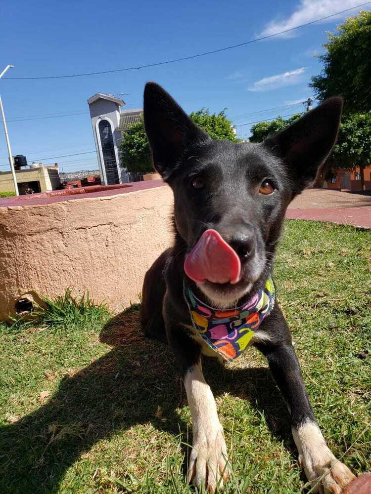 Enlarge Heidy (CP), a Adoptable mixed breed in San Diego, CA image 4/6