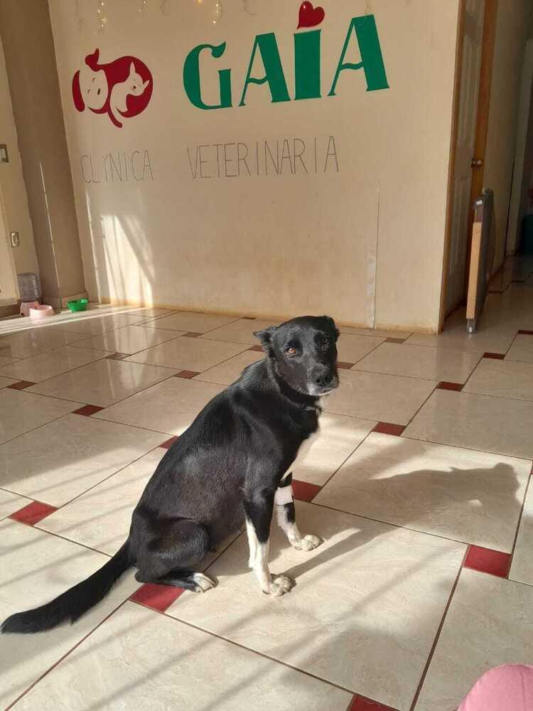 Enlarge Heidy (CP), a Adoptable mixed breed in San Diego, CA image 5/6