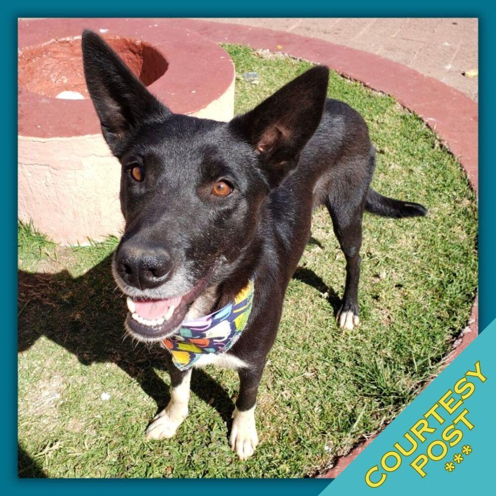 Enlarge Heidy (CP), a Adoptable mixed breed in San Diego, CA image 6/6