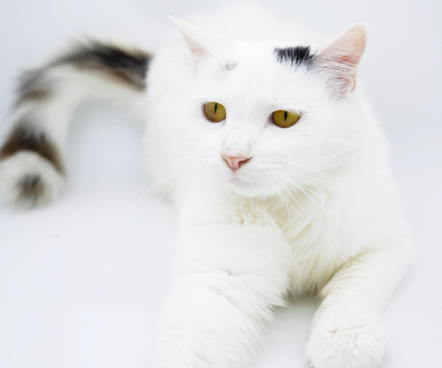 Enlarge Flora is FANTASTIC - super cutie super soft snuggly! BONDED WITH FINN - video!!, a Adoptable mixed breed in Bedford Hills, NY image 6/6