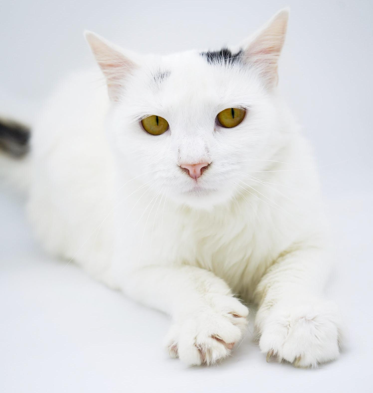 Enlarge Flora is FANTASTIC - super cutie super soft snuggly! BONDED WITH FINN - video!!, a Adoptable mixed breed in Bedford Hills, NY image 5/6