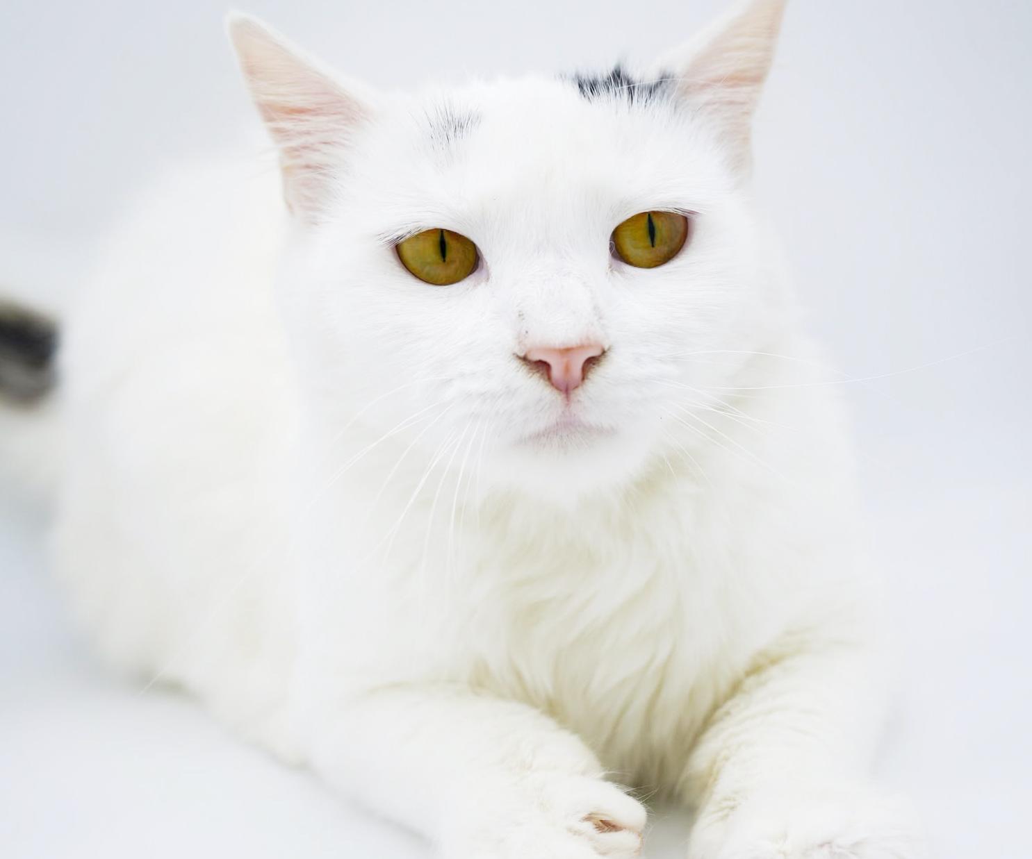 Enlarge Flora is FANTASTIC - super cutie super soft snuggly! BONDED WITH FINN - video!!, a Adoptable mixed breed in Bedford Hills, NY image 4/6