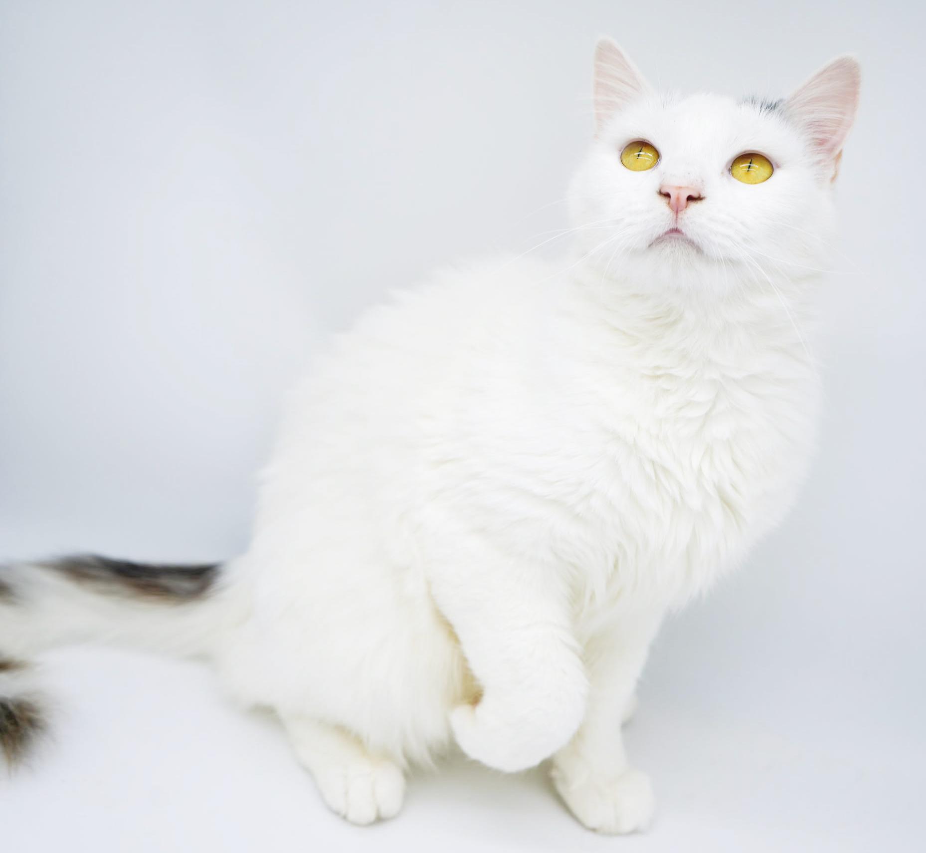 Enlarge Flora is FANTASTIC - super cutie super soft snuggly! BONDED WITH FINN - video!!, a Adoptable mixed breed in Bedford Hills, NY image 1/6