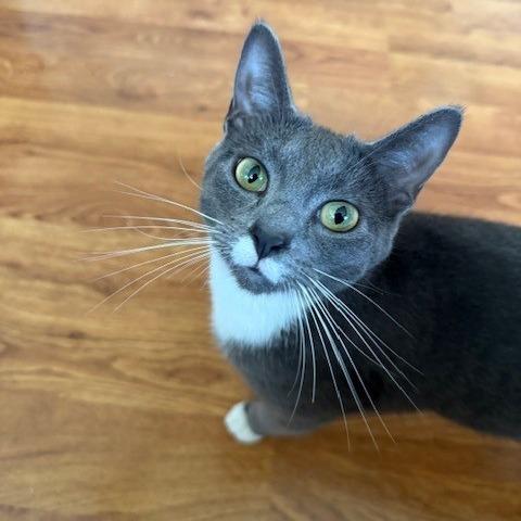 Enlarge Gayle, a Adoptable Domestic Short Hair in Livingston, TX image 1/1