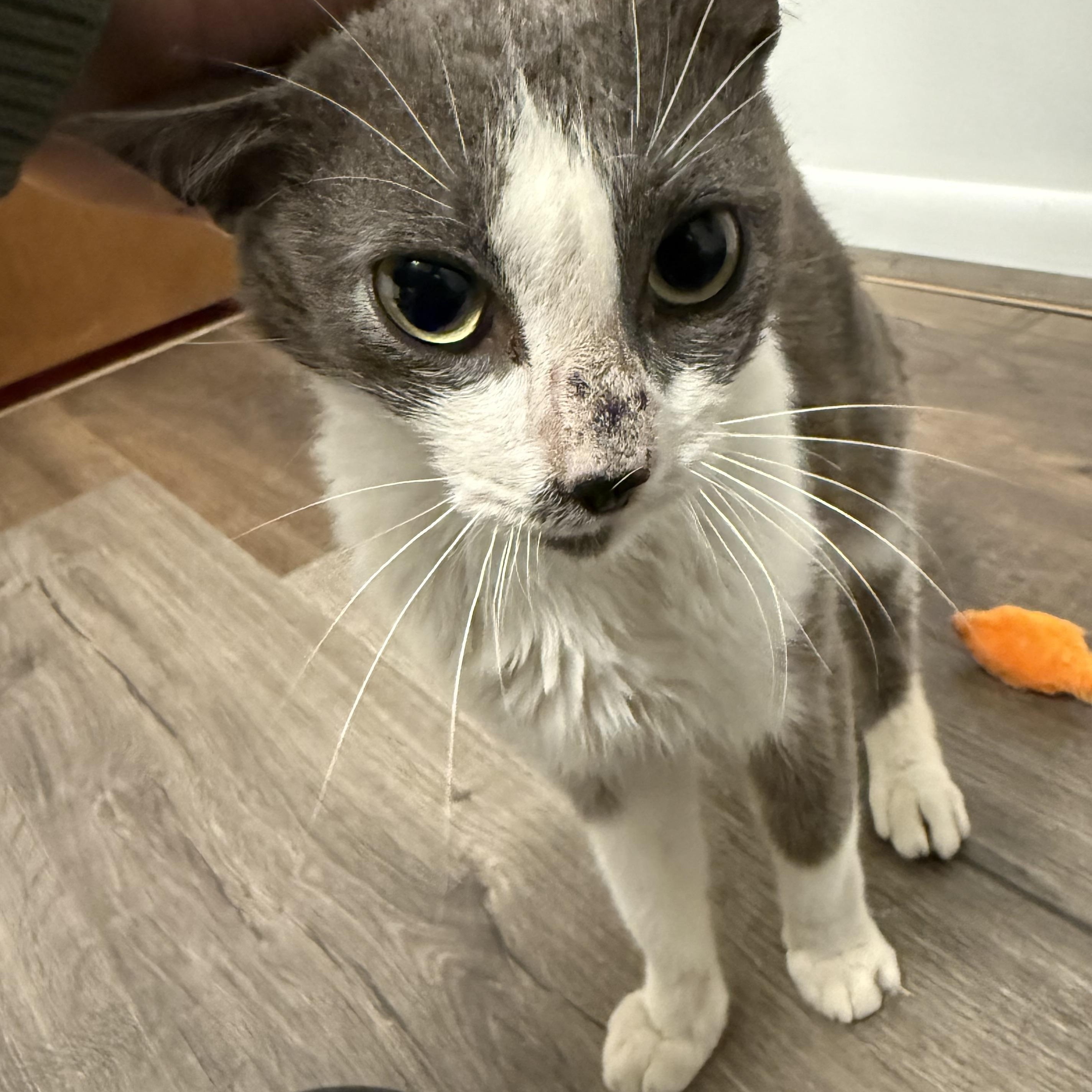 Enlarge Mark, an adopted Domestic Short Hair in Holly, MI image 1/4