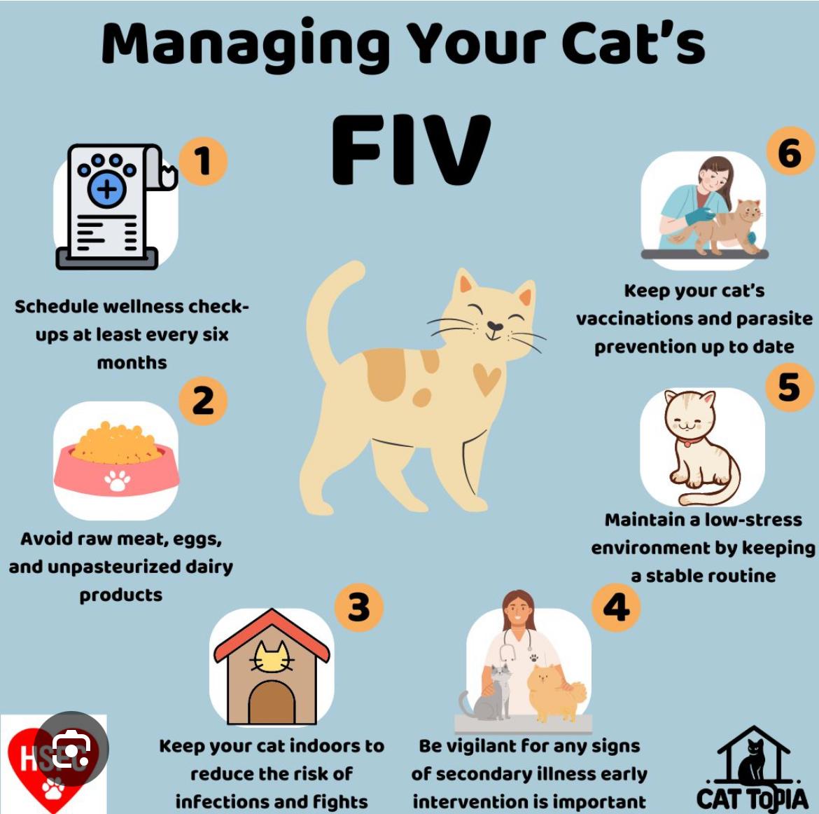 Enlarge Mark, an adopted Domestic Short Hair in Holly, MI image 3/4