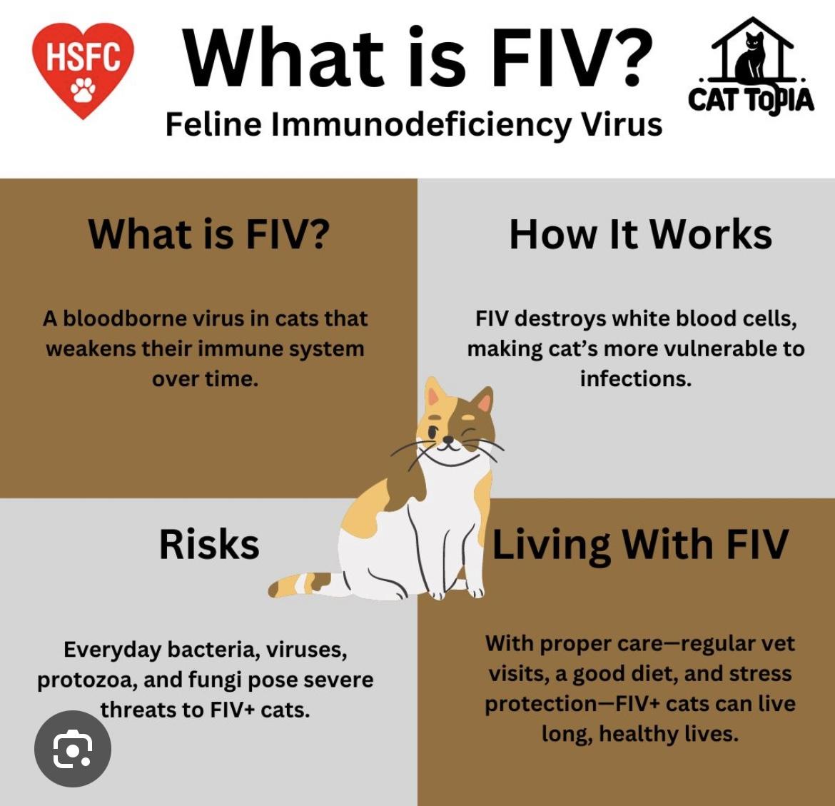 Enlarge Mark, an adopted Domestic Short Hair in Holly, MI image 4/4