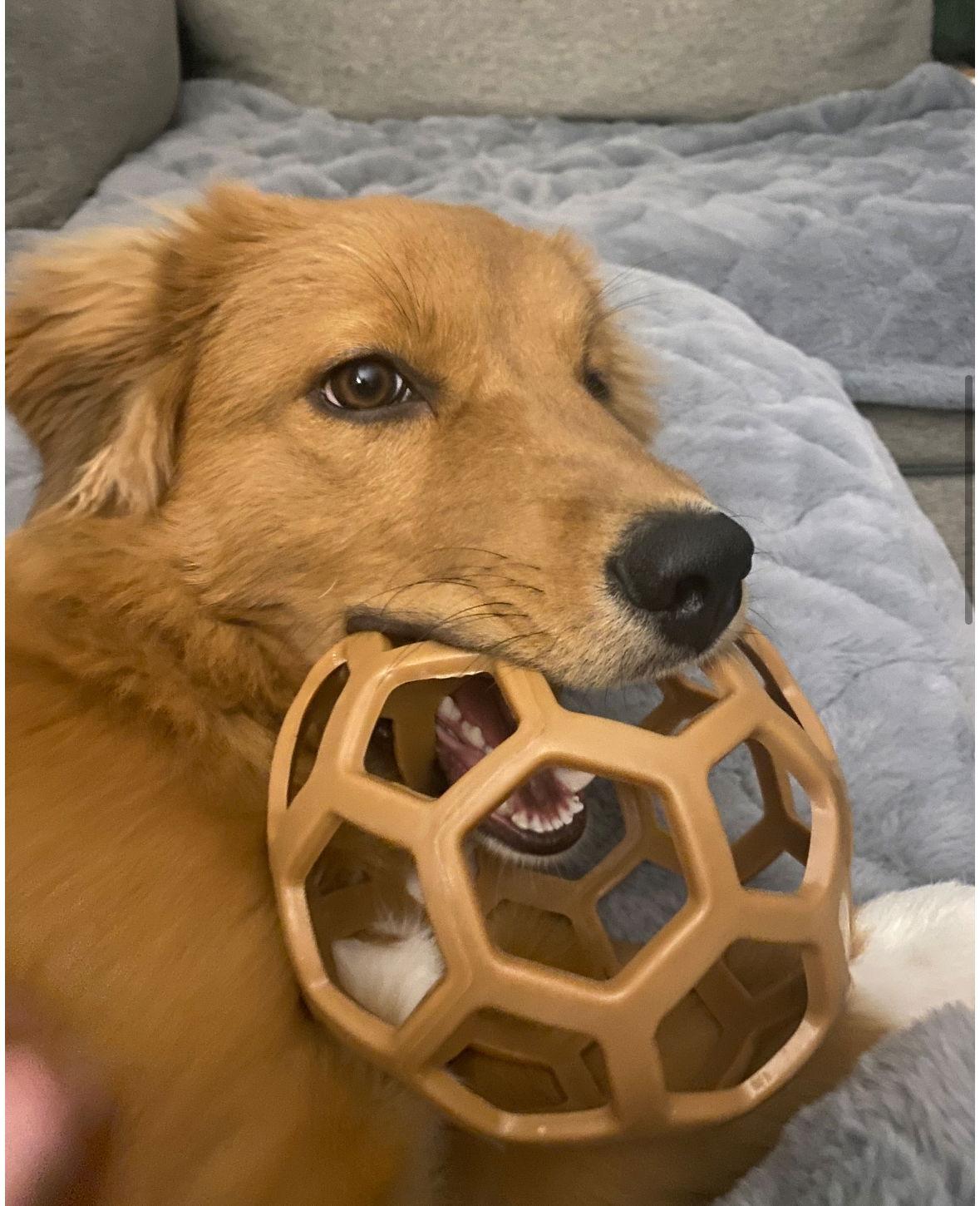 Enlarge Trixie - ADOPTION IN PROCESS, a Adoptable mixed breed in Grafton, WI image 1/3