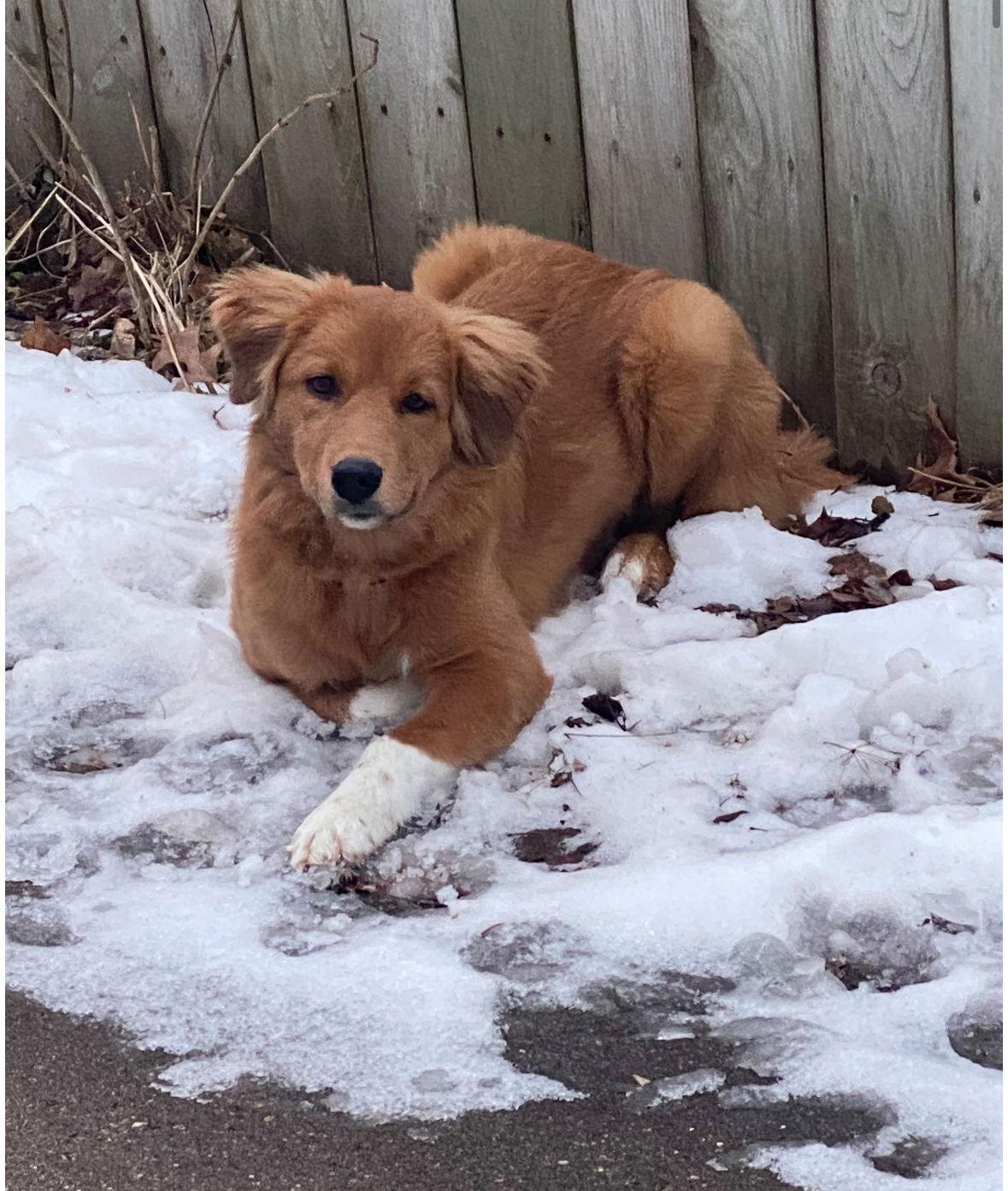 Enlarge Trixie - ADOPTION IN PROCESS, a Adoptable mixed breed in Grafton, WI image 2/3