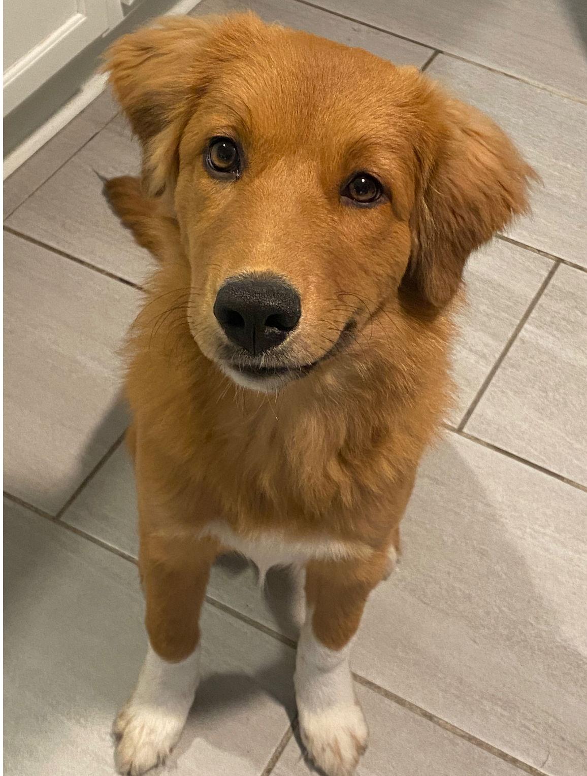 Enlarge Trixie - ADOPTION IN PROCESS, a Adoptable mixed breed in Grafton, WI image 3/3