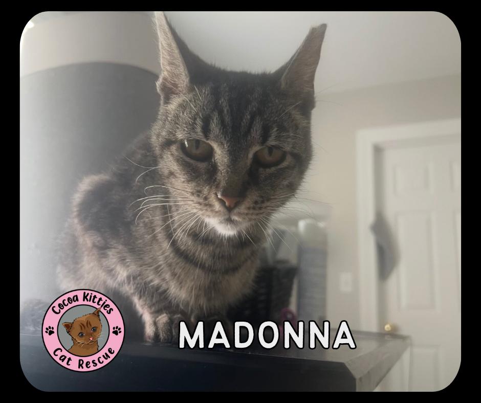 Madonna, Adoptable, Adult Female Domestic Short Hair.