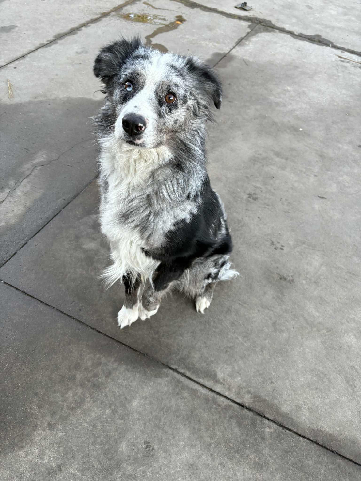 Enlarge Snesh, an adopted Australian Shepherd in Las Vegas, NV image 2/2