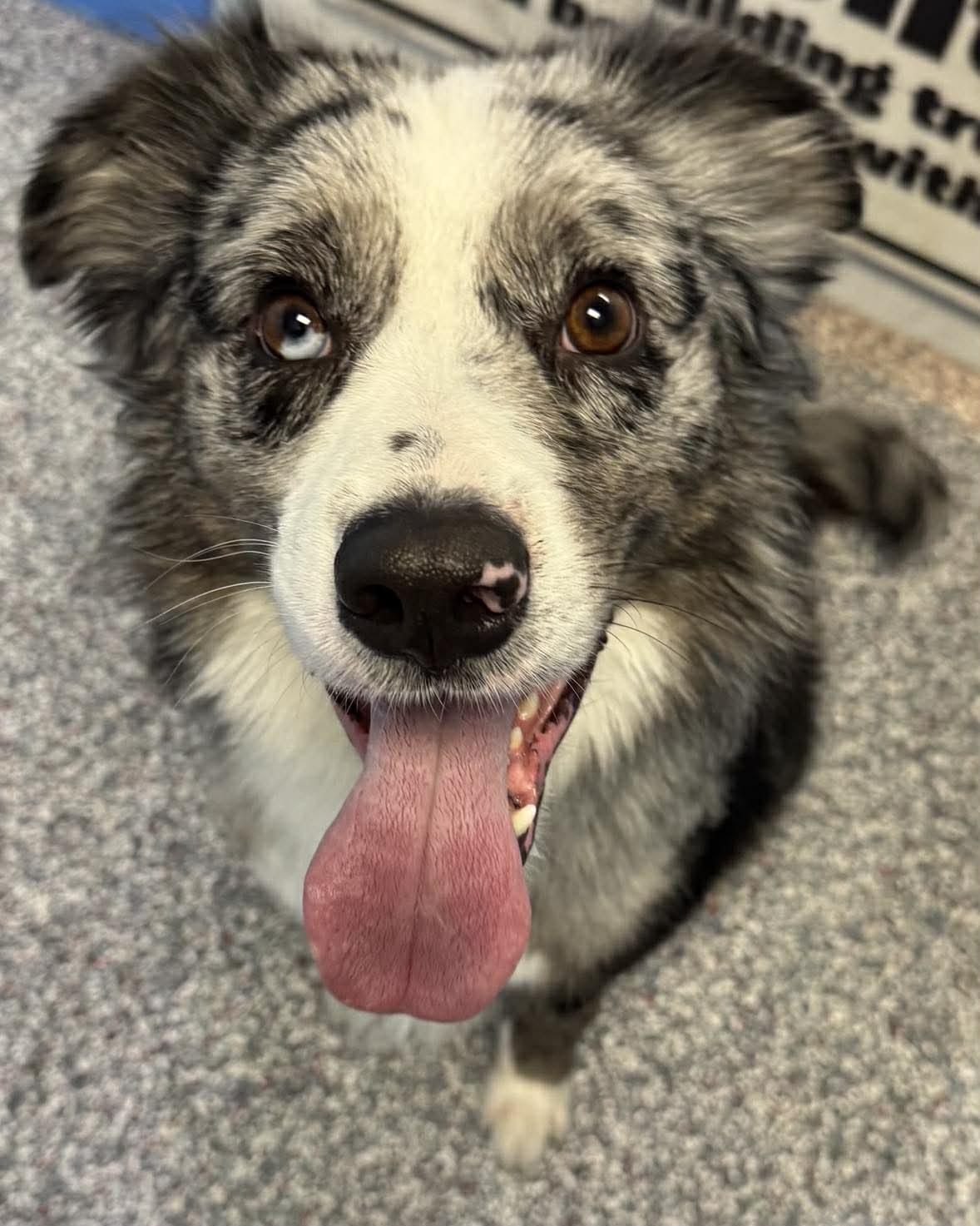 Enlarge Snesh, an adopted Australian Shepherd in Las Vegas, NV image 1/2