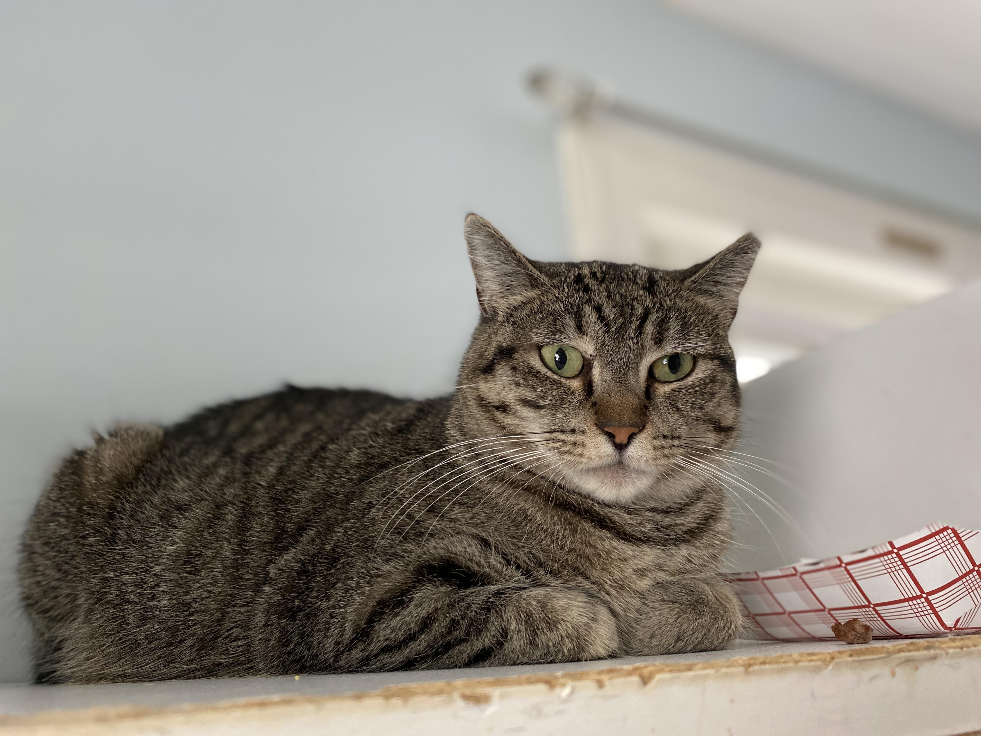 Enlarge Sienna, a Adoptable Domestic Short Hair in Salisbury, MA image 5/5