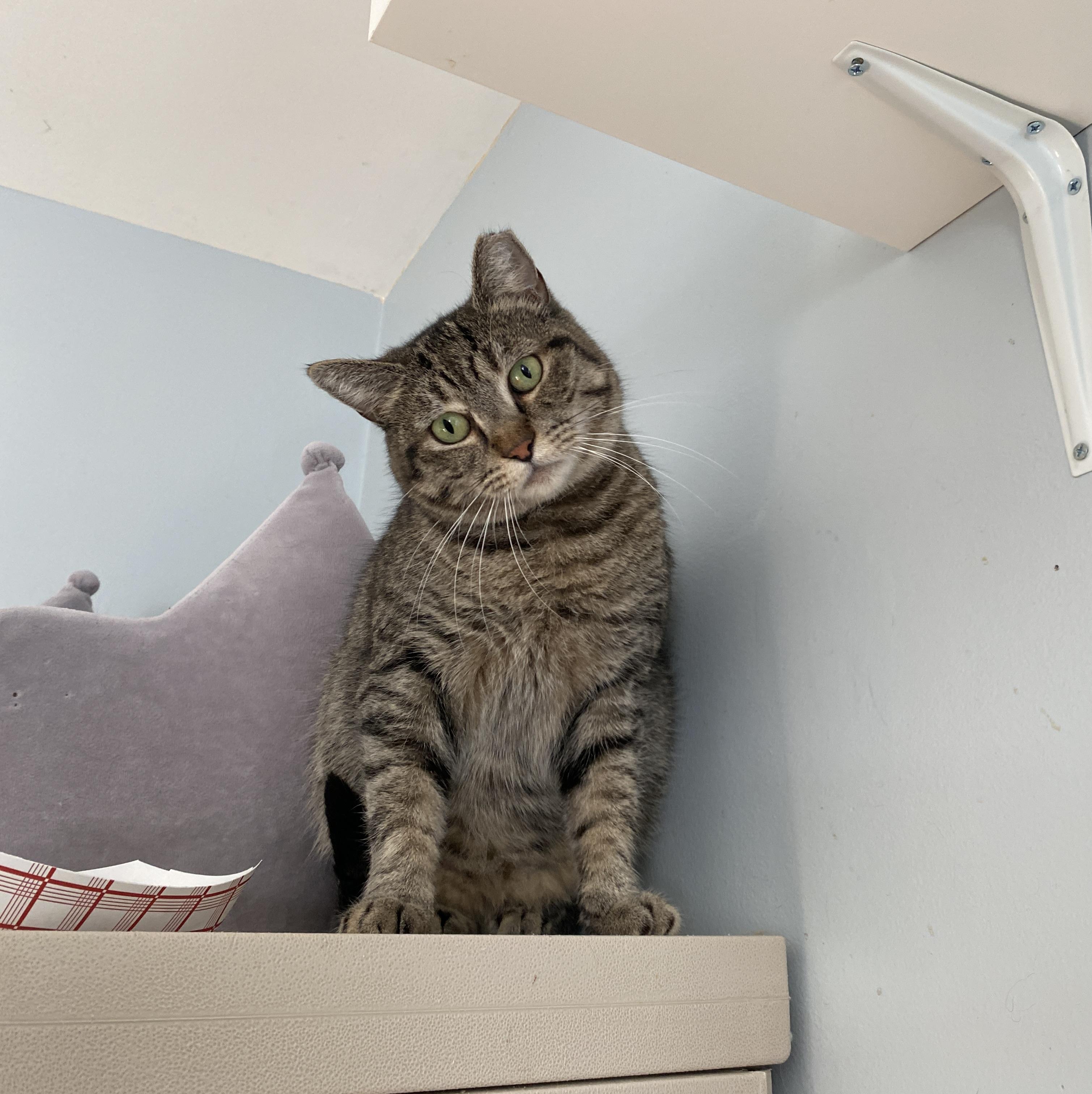 Enlarge Sienna, a Adoptable Domestic Short Hair in Salisbury, MA image 1/5