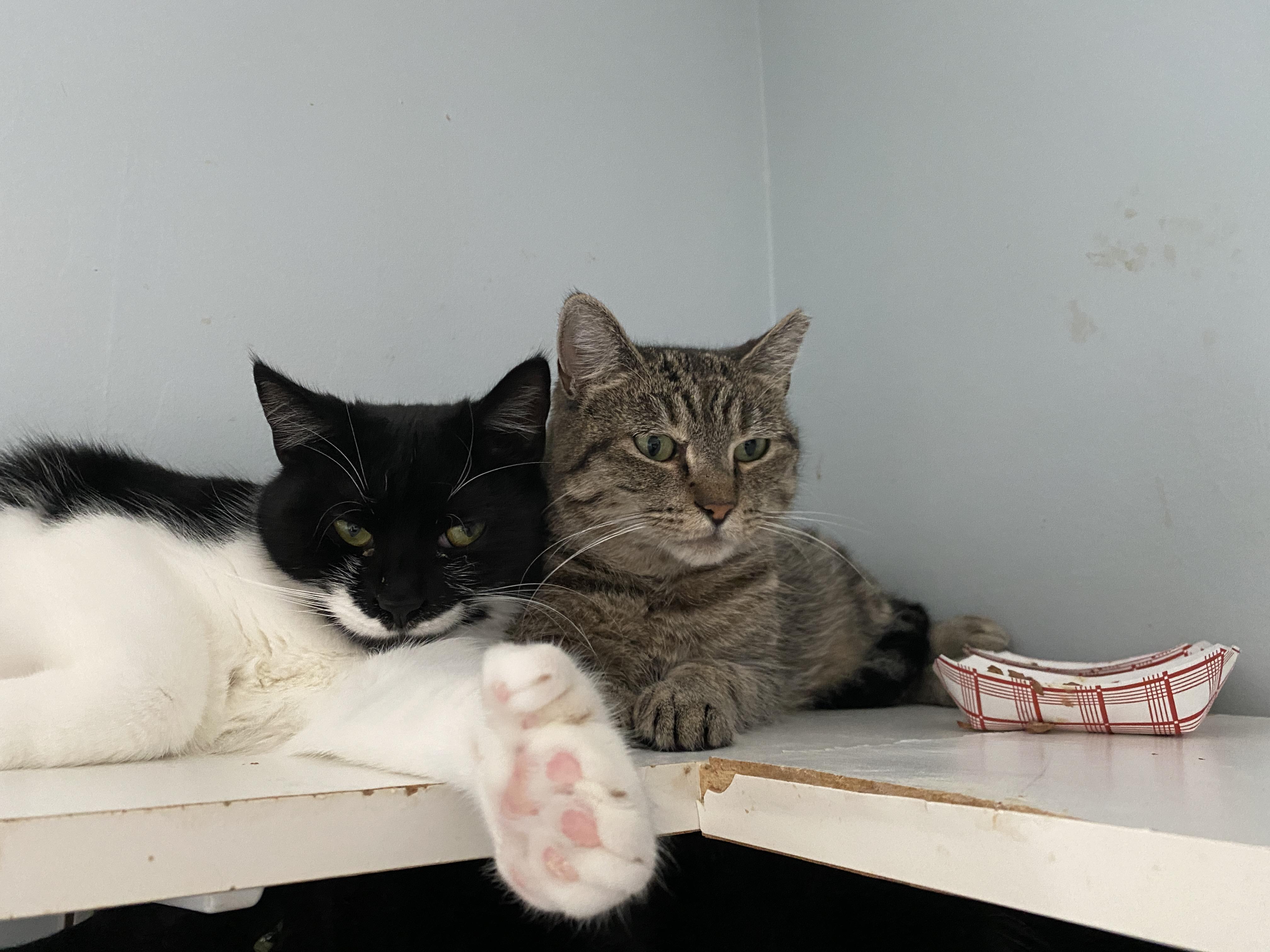 Enlarge Sienna, a Adoptable Domestic Short Hair in Salisbury, MA image 2/5