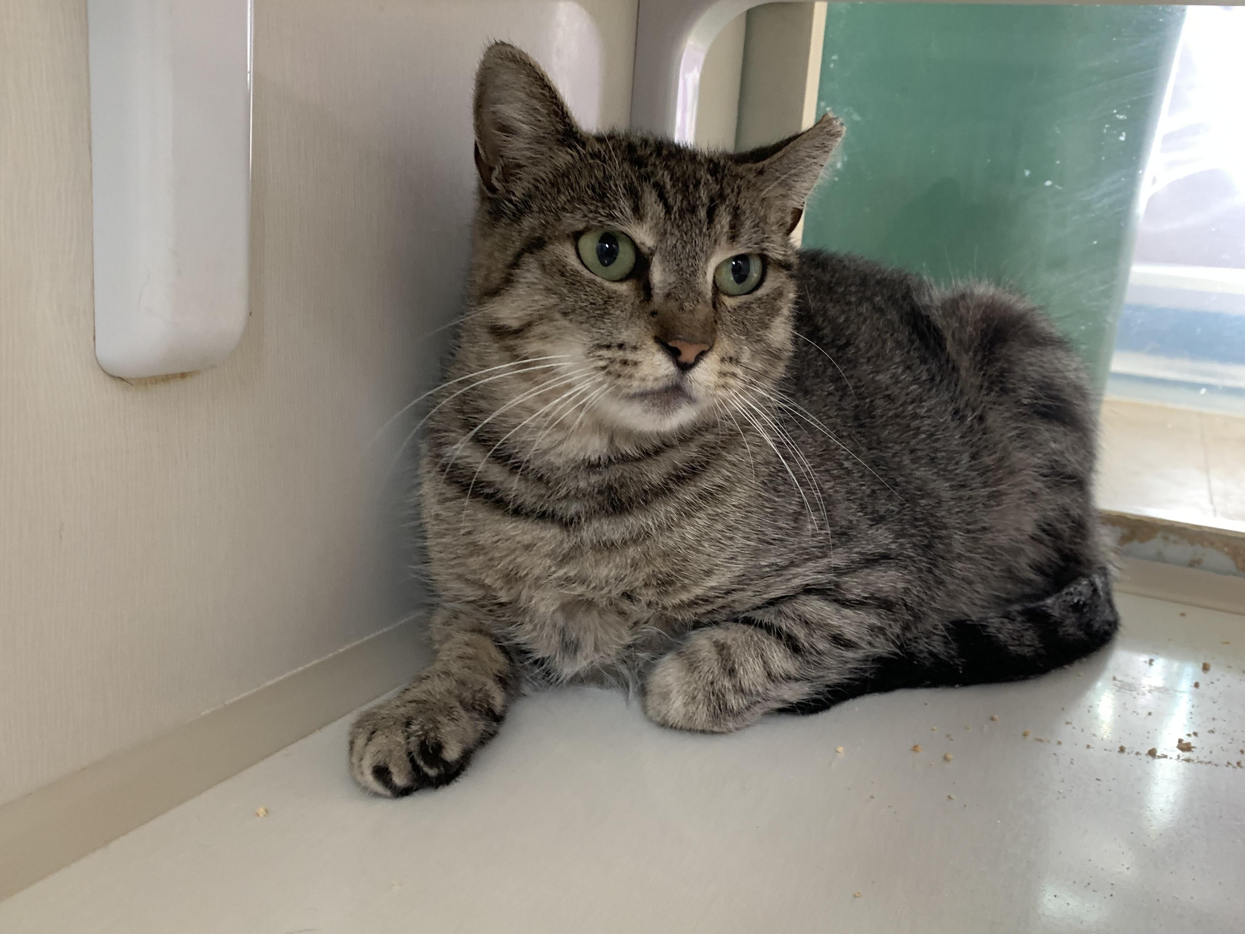 Sienna, Adoptable, Adult Female Domestic Short Hair.