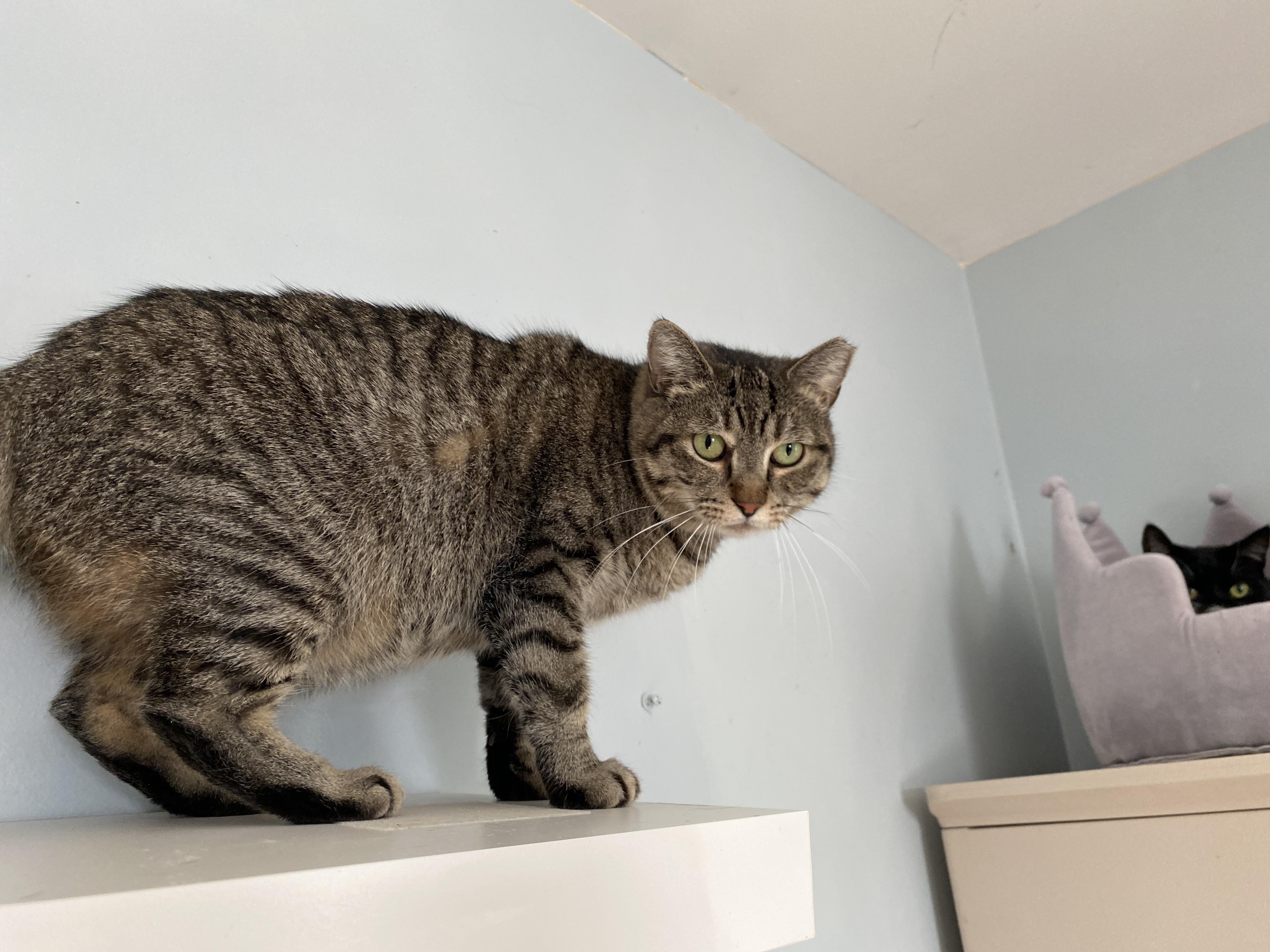 Enlarge Sienna, a Adoptable Domestic Short Hair in Salisbury, MA image 5/5