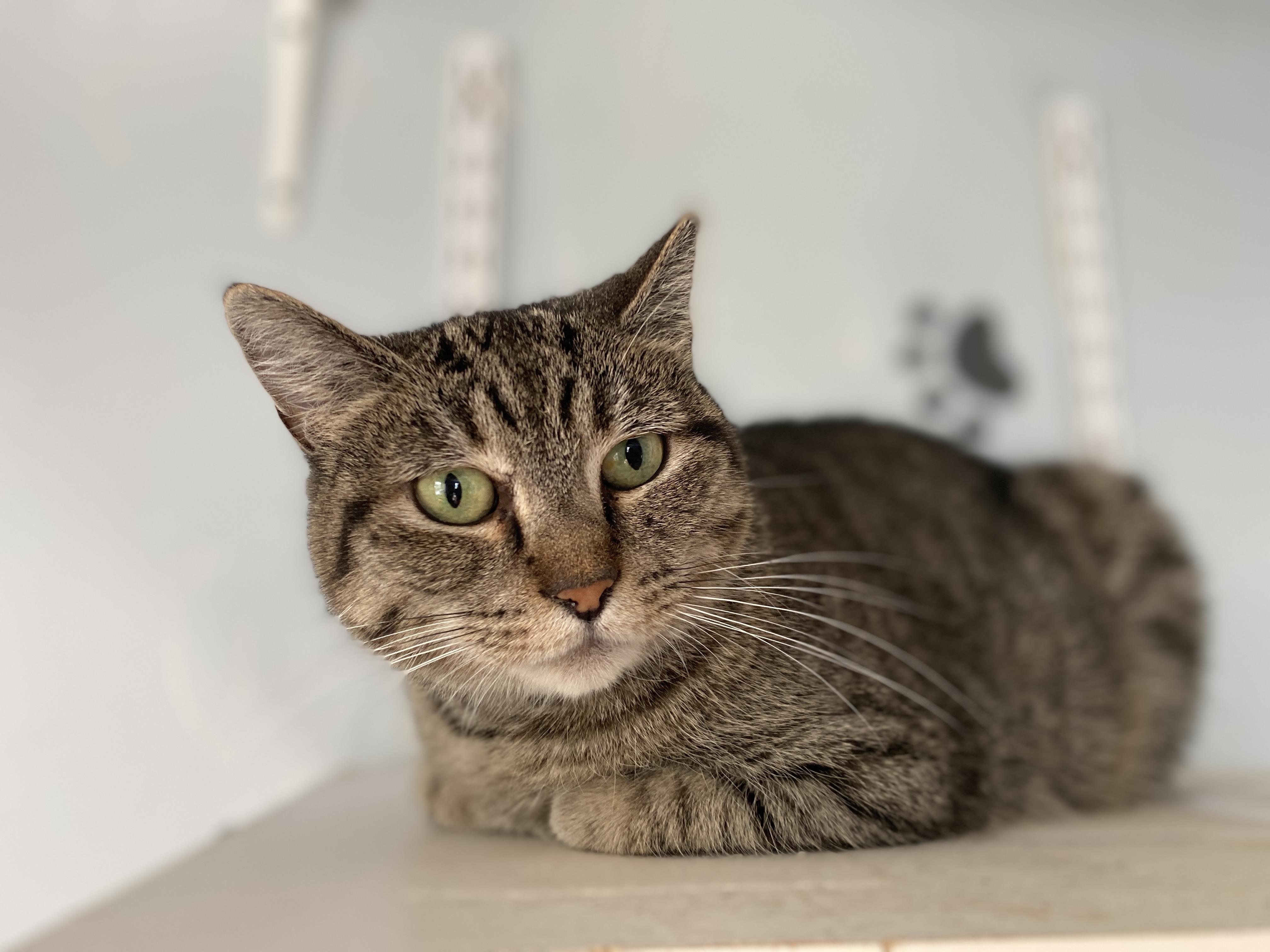 Sienna, Adoptable, Adult Female Domestic Short Hair.