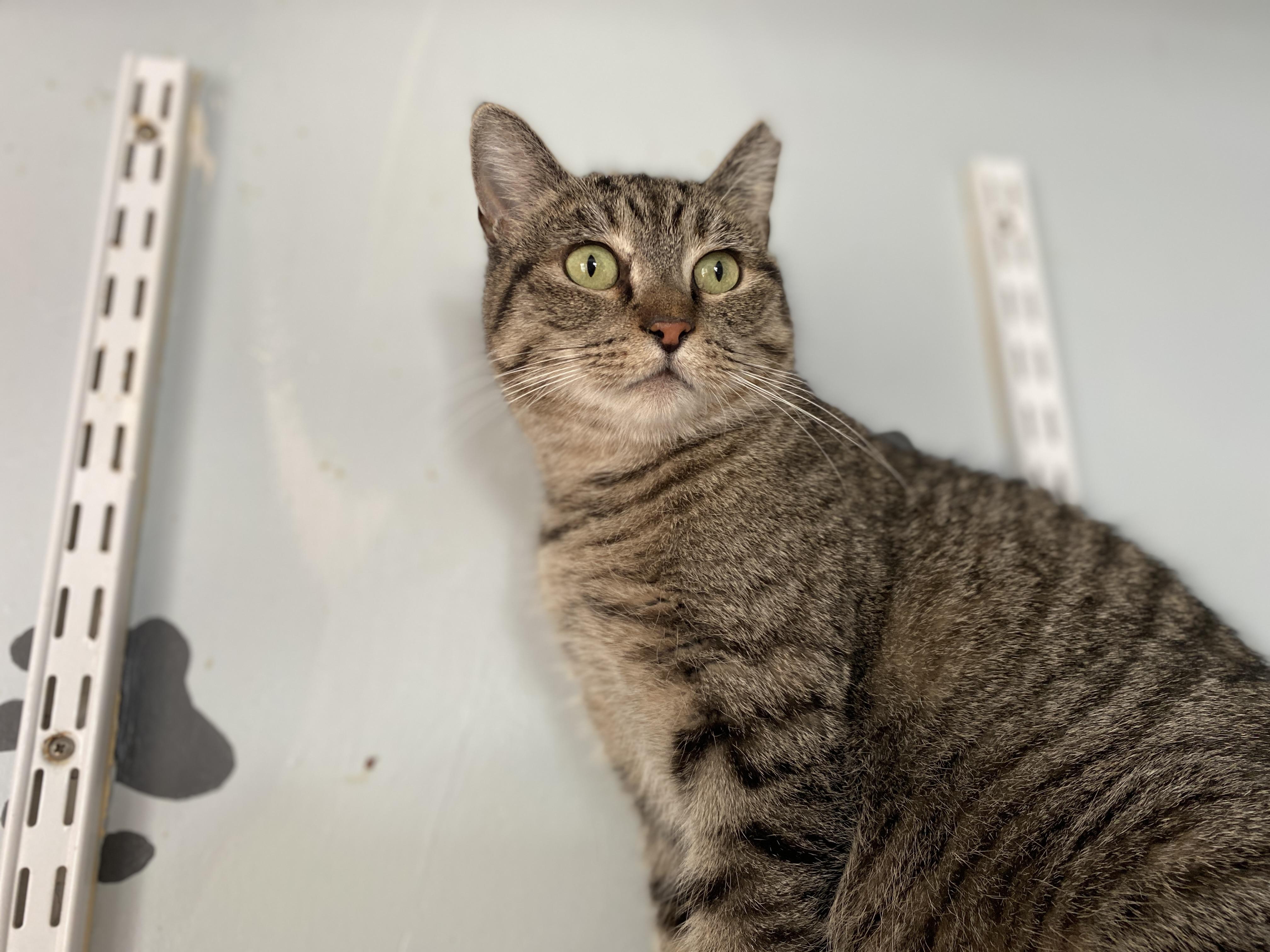 Enlarge Sienna, a Adoptable Domestic Short Hair in Salisbury, MA image 3/5