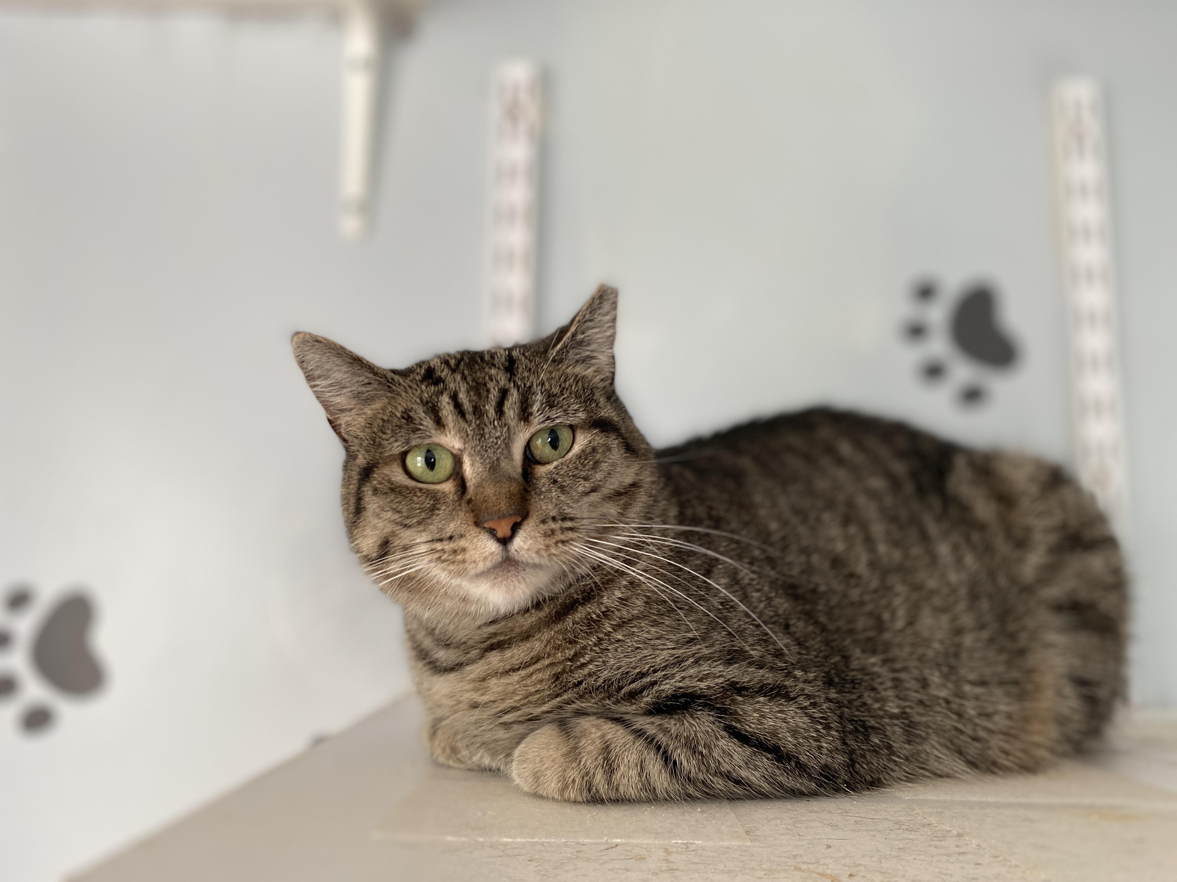 Enlarge Sienna, a Adoptable Domestic Short Hair in Salisbury, MA image 4/5
