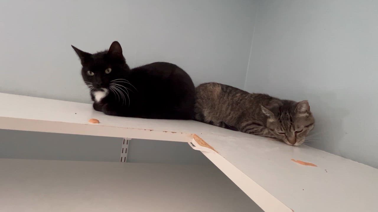 Enlarge Sienna, a Adoptable Domestic Short Hair in Salisbury, MA video 3/6