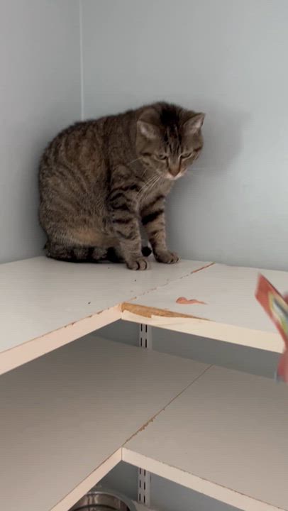 Enlarge Sienna, a Adoptable Domestic Short Hair in Salisbury, MA video 4/6