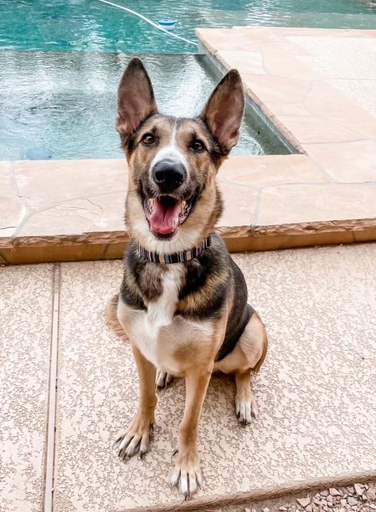 Clint, Young Male Shepherd