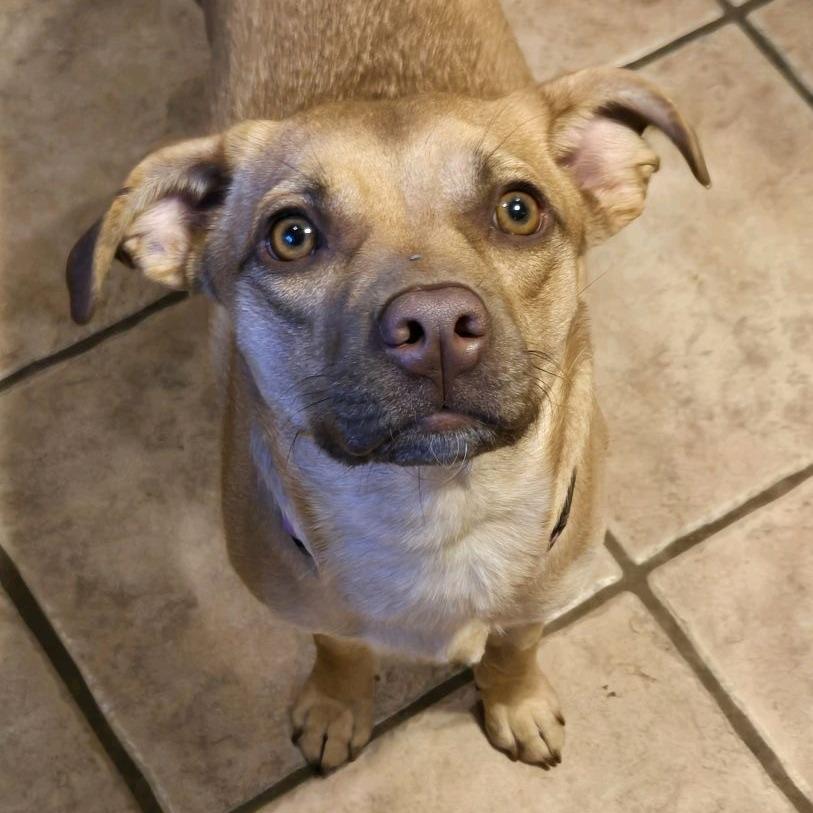 Stella, a Adoptable mixed breed in Kansas City, MO image 1/6