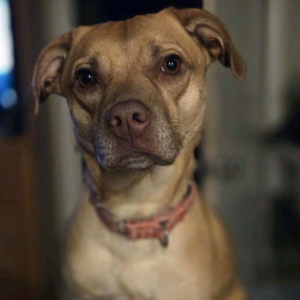 Enlarge Stella, a Adoptable mixed breed in Kansas City, MO image 2/6