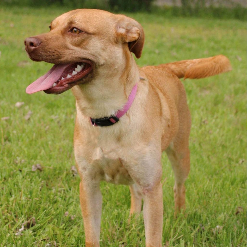 Stella, a Adoptable mixed breed in Kansas City, MO image 2/6