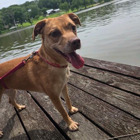 Enlarge Stella, a Adoptable mixed breed in Kansas City, MO image 2/6