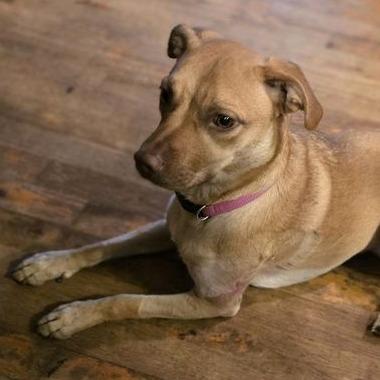 Stella, a Adoptable mixed breed in Kansas City, MO image 4/6