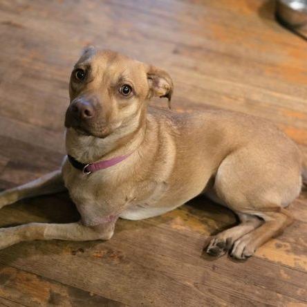 Stella, a Adoptable mixed breed in Kansas City, MO image 5/6