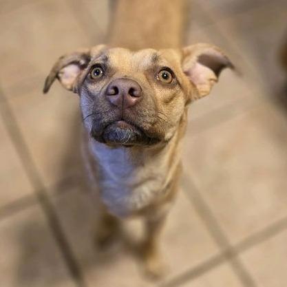 Stella, a Adoptable mixed breed in Kansas City, MO image 6/6