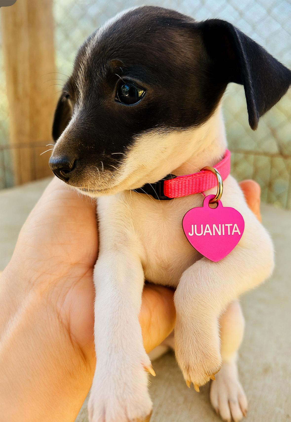 Juanita, adopted, Puppy Female Chihuahua & Terrier.