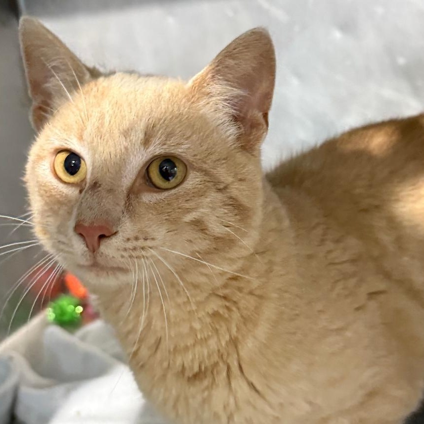 SISU, ADOPTABLE, Adult Male Domestic Short Hair.