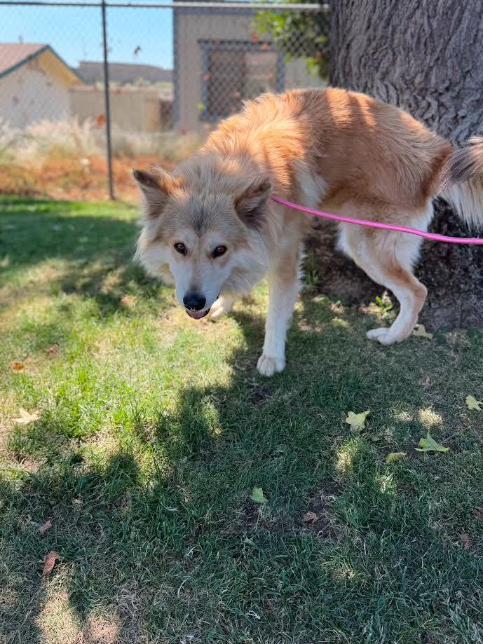 Timber, ADOPTABLE, Adult Male Alaskan Malamute.