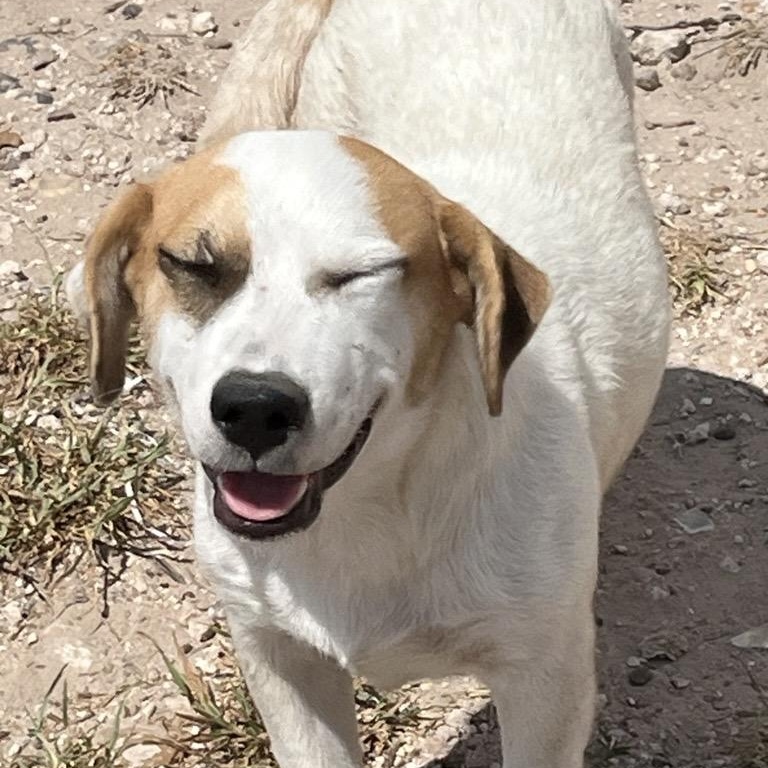 Enlarge Tootsie, an adopted mixed breed in Hyattsville, MD image 2/4