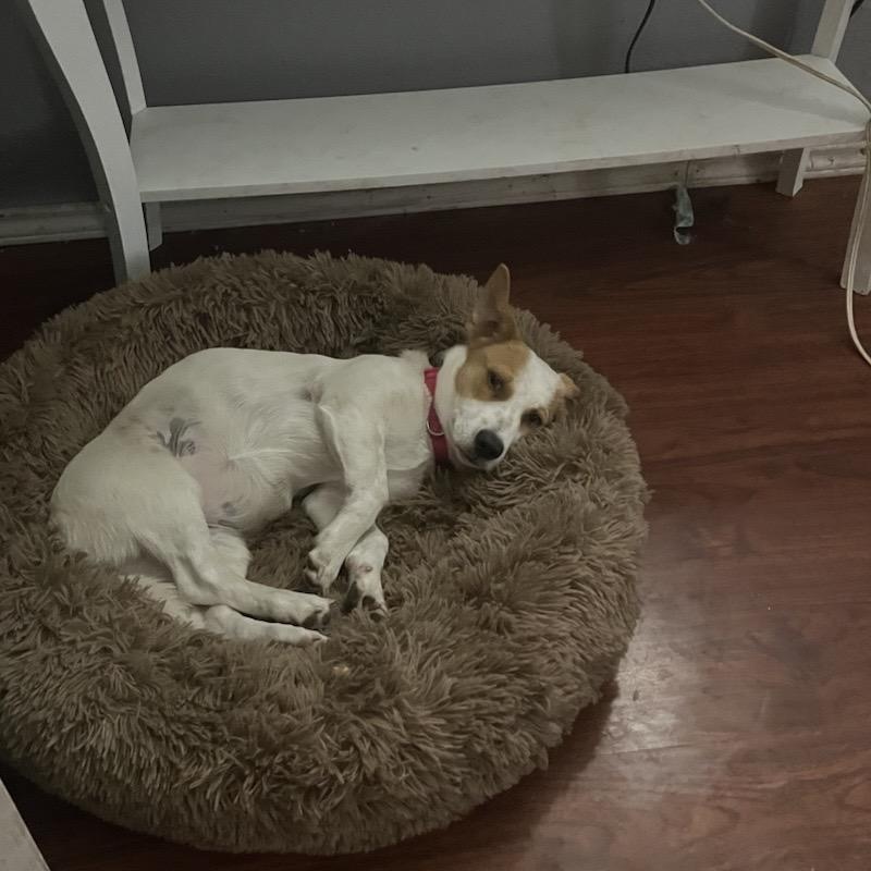 Enlarge Tootsie, an adopted mixed breed in Hyattsville, MD image 1/4