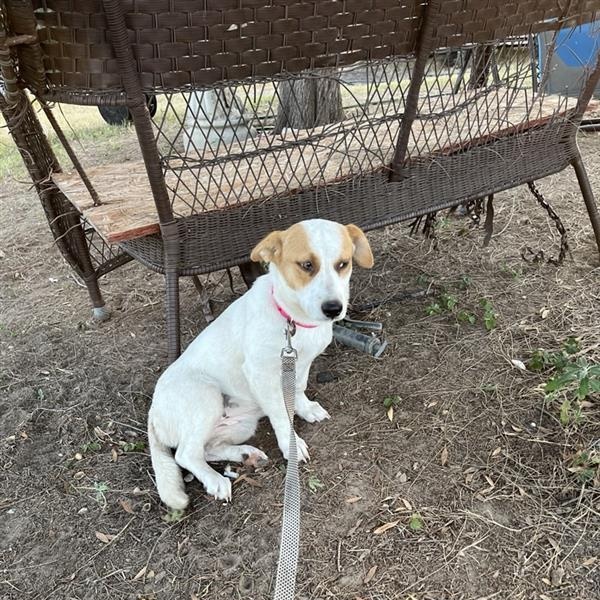 Enlarge Tootsie, an adopted mixed breed in Hyattsville, MD image 3/4