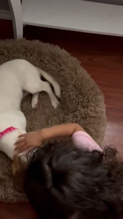 Enlarge Tootsie, an adopted mixed breed in Hyattsville, MD video 4/4