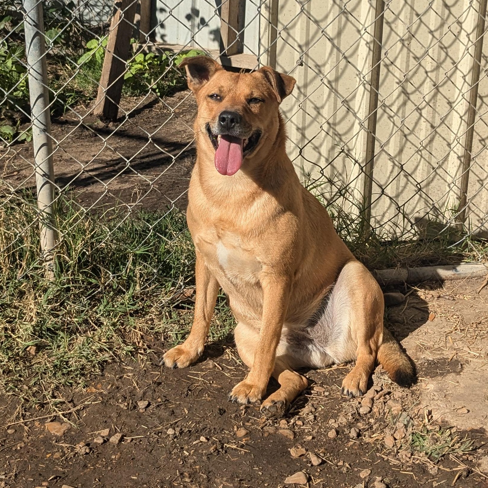Enlarge Clara, a Adoptable mixed breed in Newport, AR image 3/6