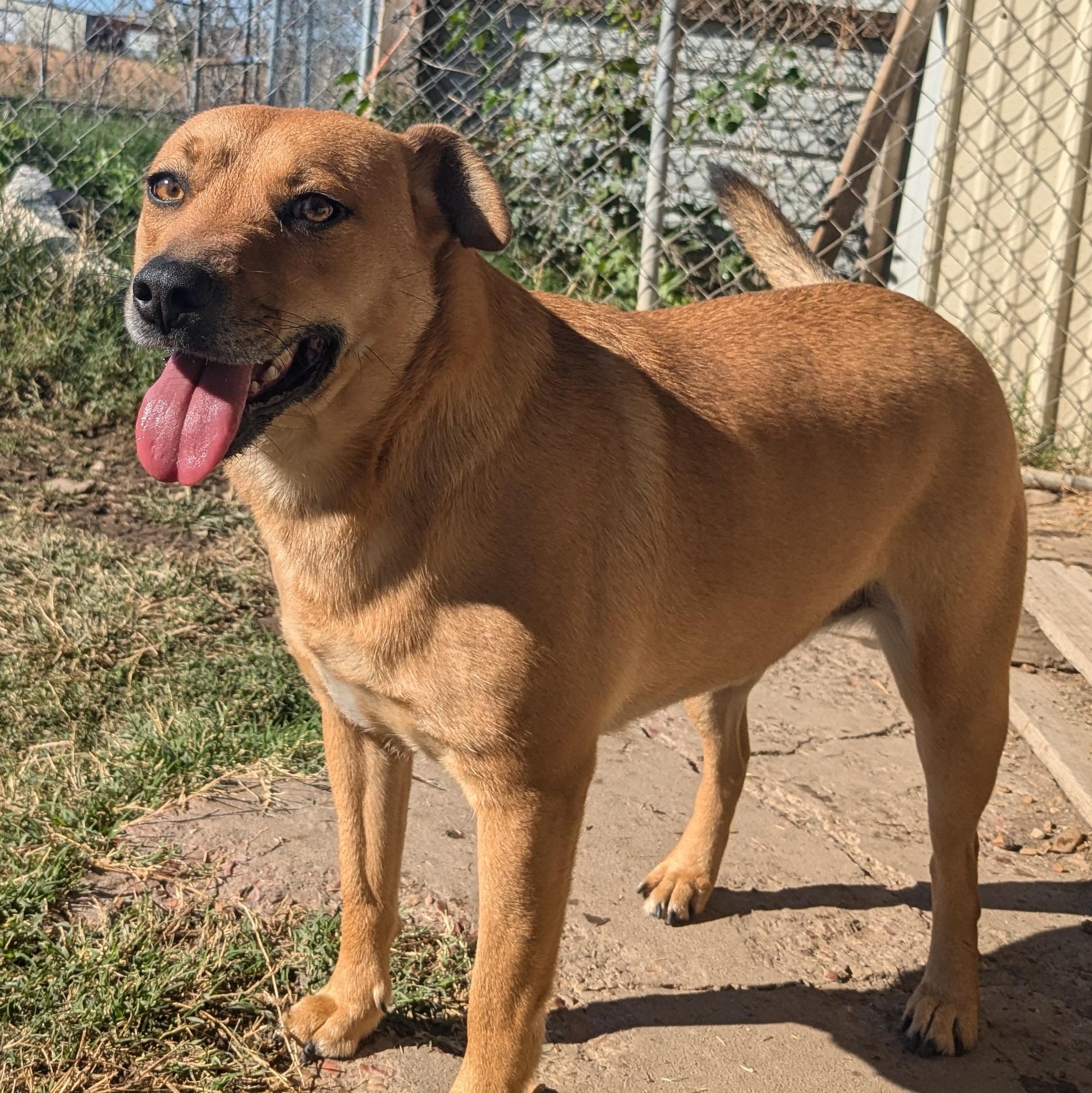 Enlarge Clara, a Adoptable mixed breed in Newport, AR image 6/6