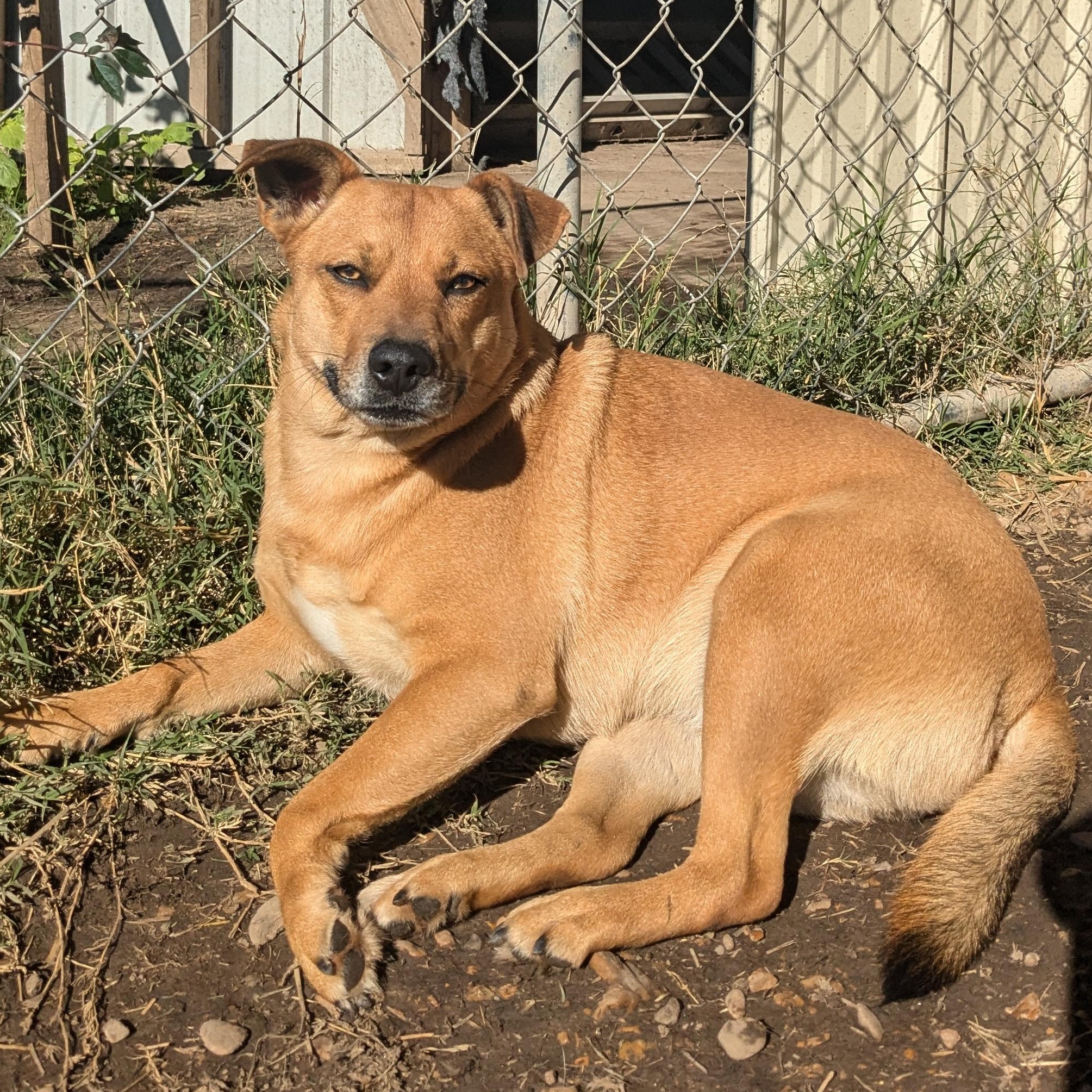Enlarge Clara, a Adoptable mixed breed in Newport, AR image 5/6