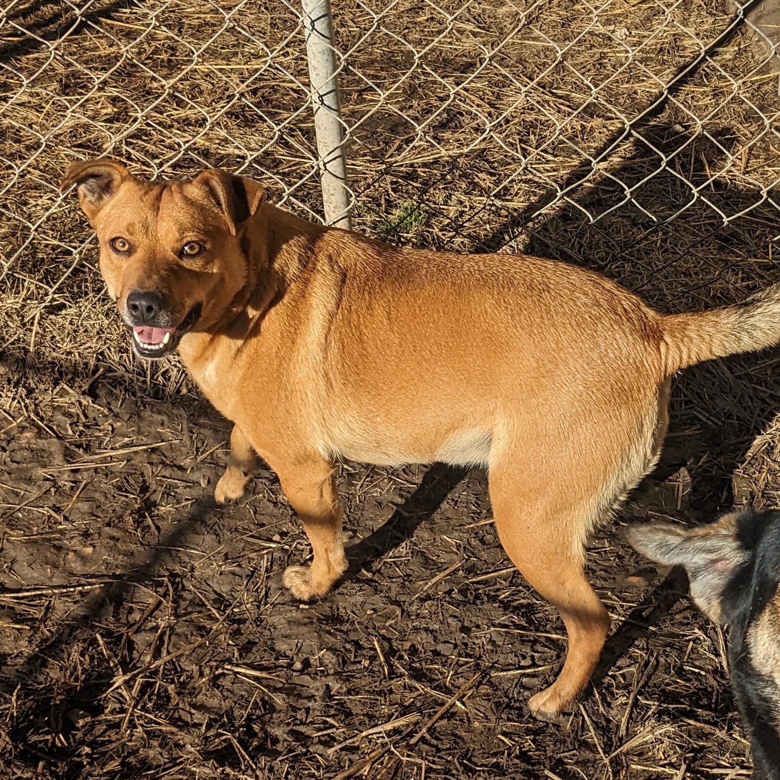 Enlarge Clara, a Adoptable mixed breed in Newport, AR image 2/6