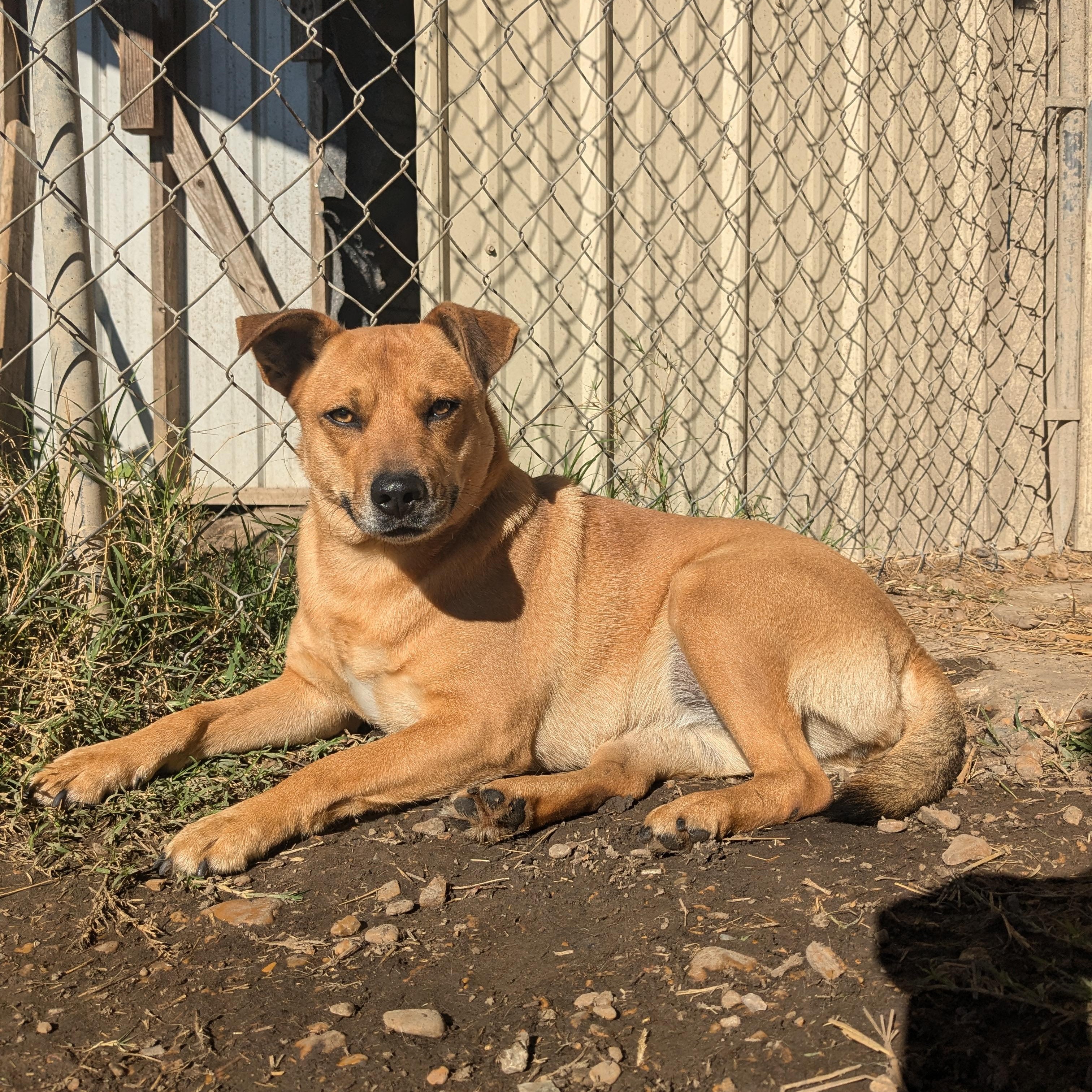 Clara, Adoptable, Adult Female Carolina Dog.