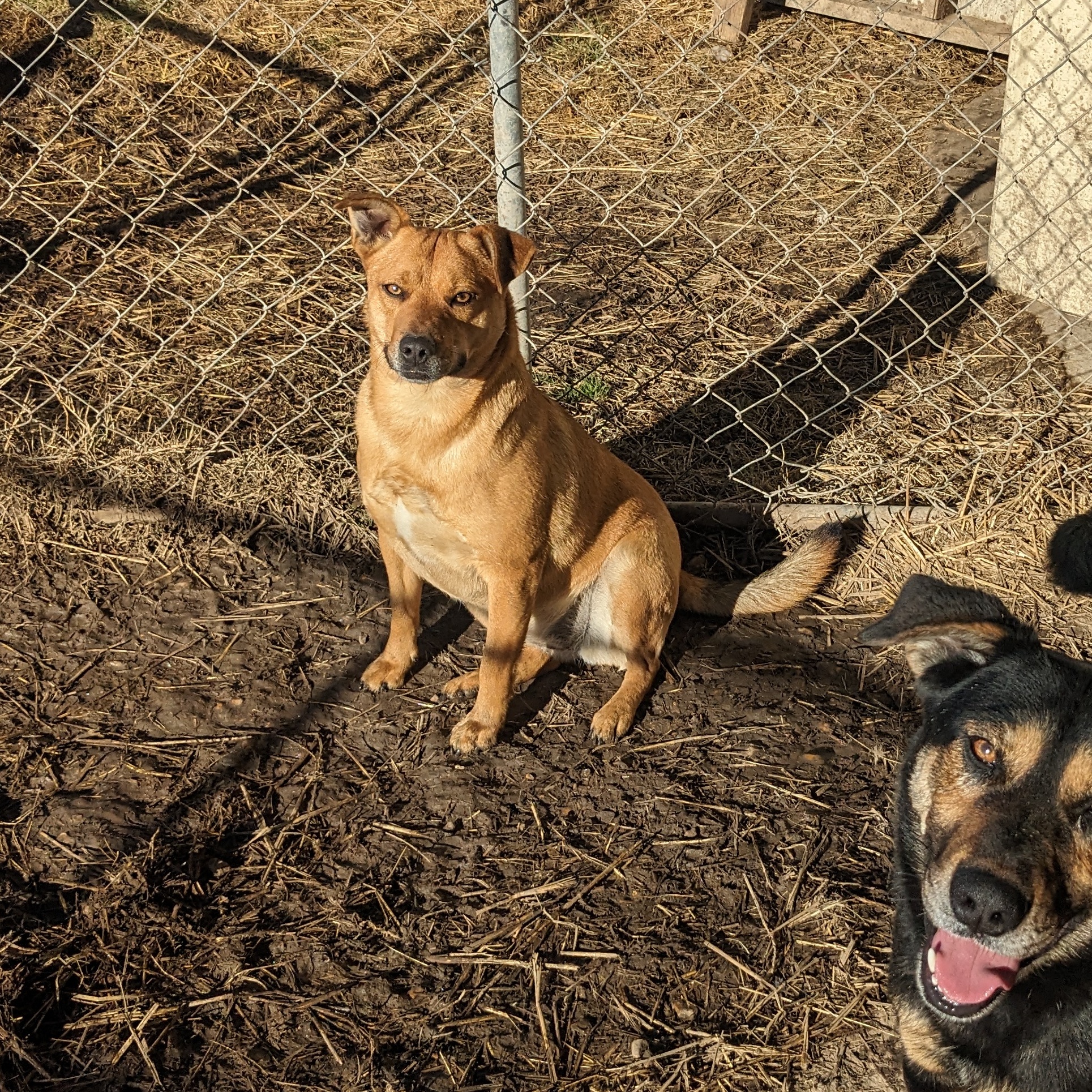 Enlarge Clara, a Adoptable mixed breed in Newport, AR image 4/6