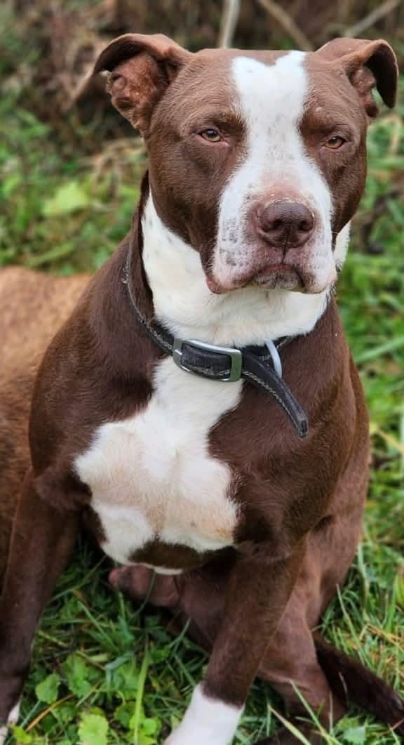 Spice, a Adoptable Pit Bull Terrier in Germantown, OH image 1/6